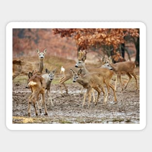 Roe deer family Sticker